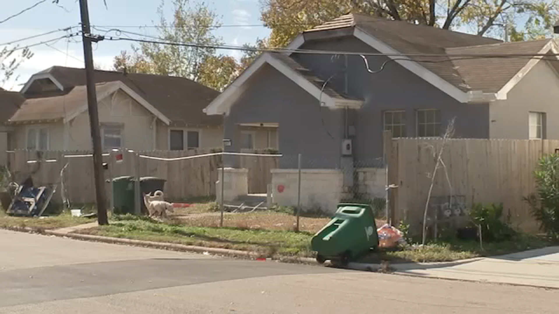 Woman concerned for safety after stray dogs take over home