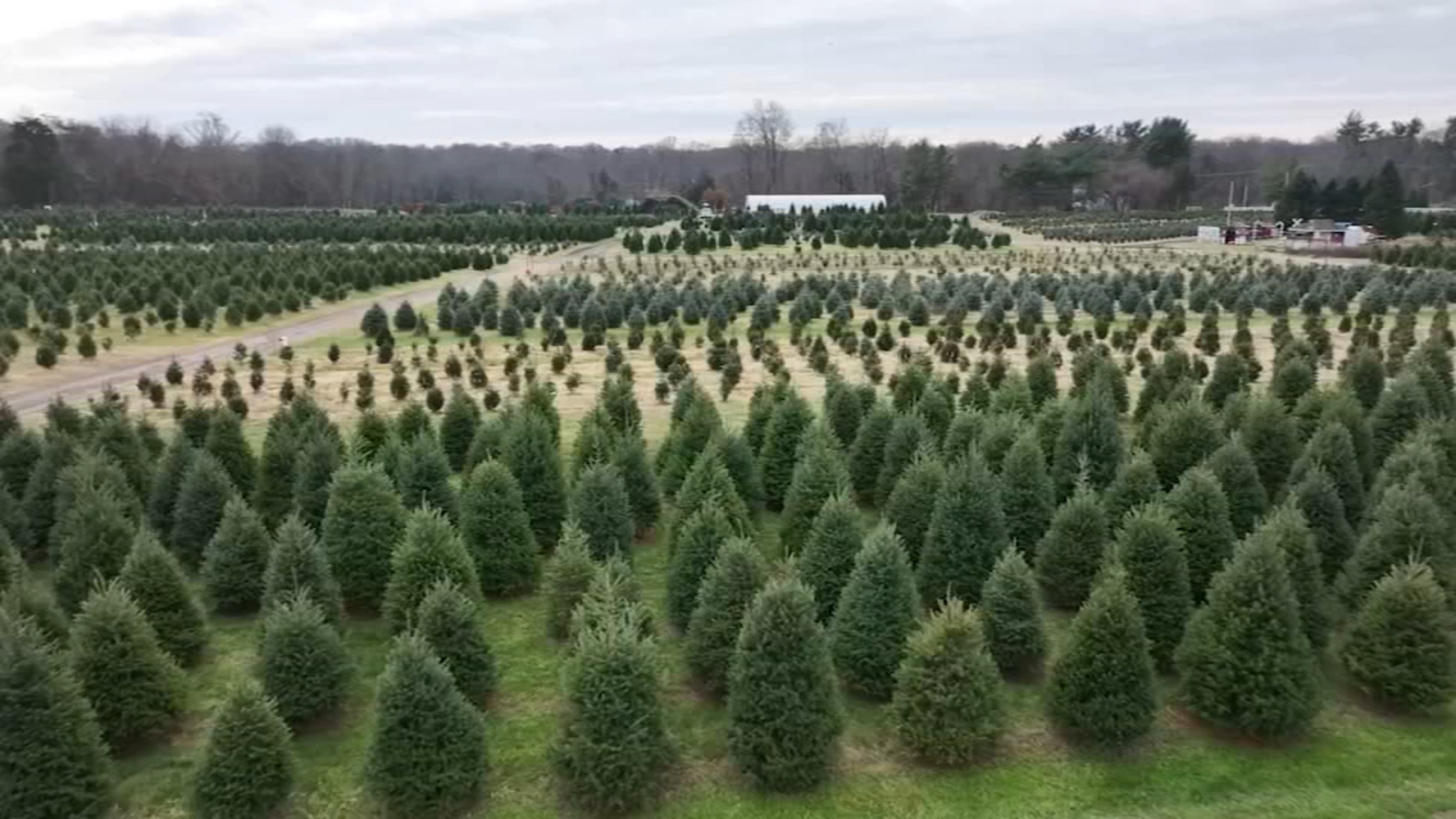 Christmas Tree Farms in New Jersey expecting a busy weekend, especially