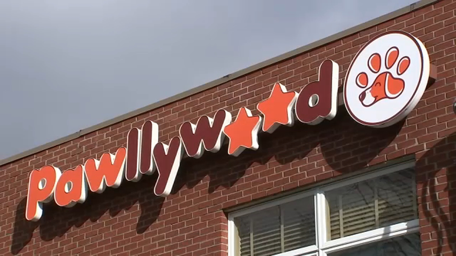 Man arrested for allegedly abusing dogs at Pawllywood day care in ...