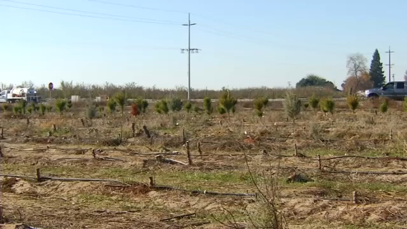 Beloved Atwater Christmas tree farm closes after 22 years - Vimarsana News