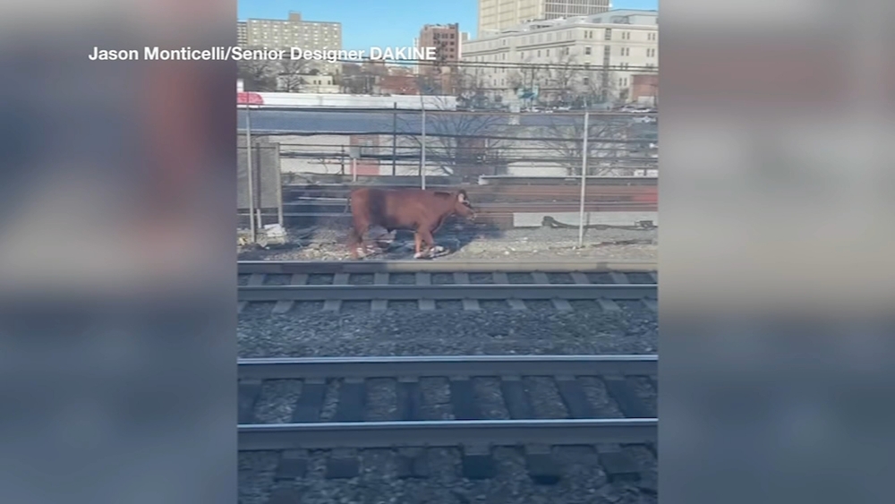 Bull on the loose spotted on train tracks near Newark Penn Station captured safely