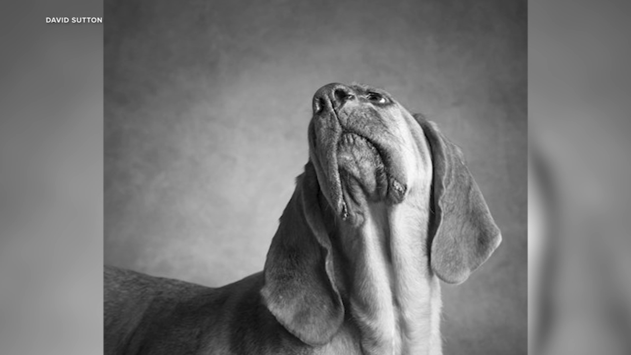 Pet 'Picture Day' photoshoot to collect supplies for Evanston Animal Shelter's Food Pantry