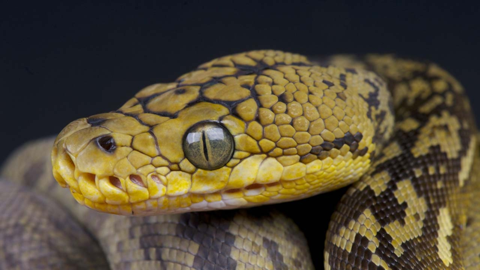 Missing python found after escaping from zoo - ABC13 Houston
