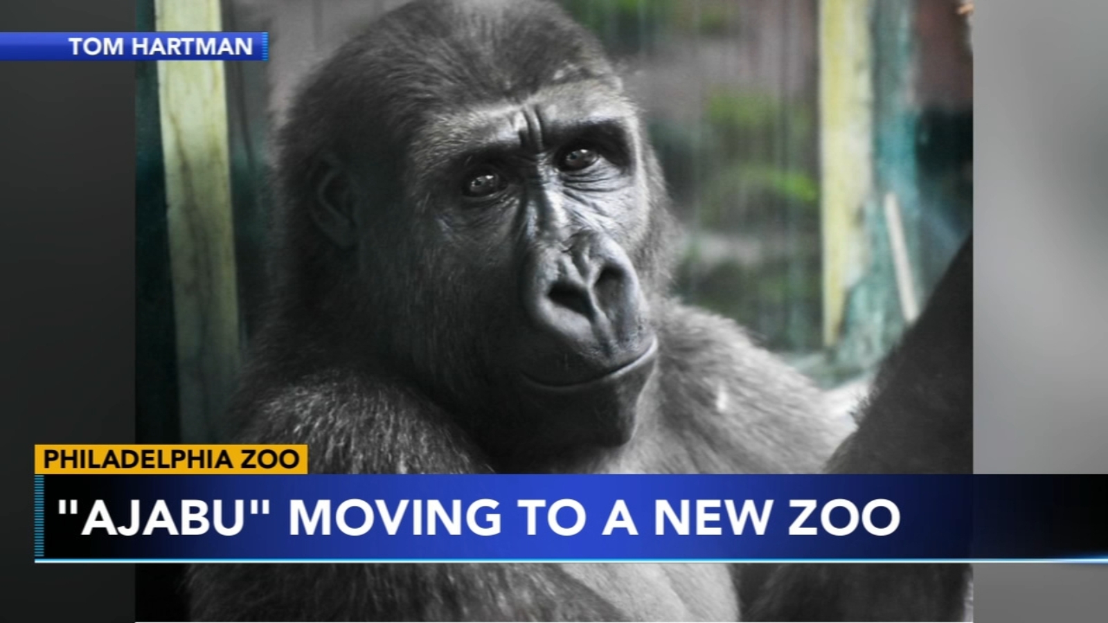 Philadelphia Zoo's western lowland gorilla Ajabu moving next year ...