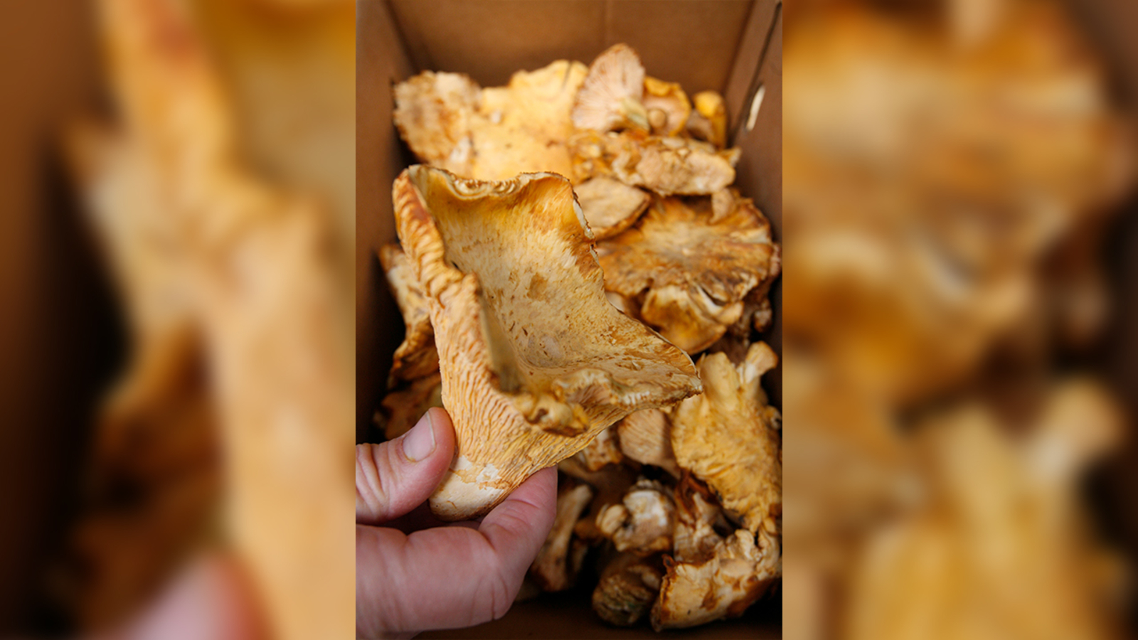 Meet the Golden Chanterelle, California's new official state mushroom starting 2024 - Vimarsana News