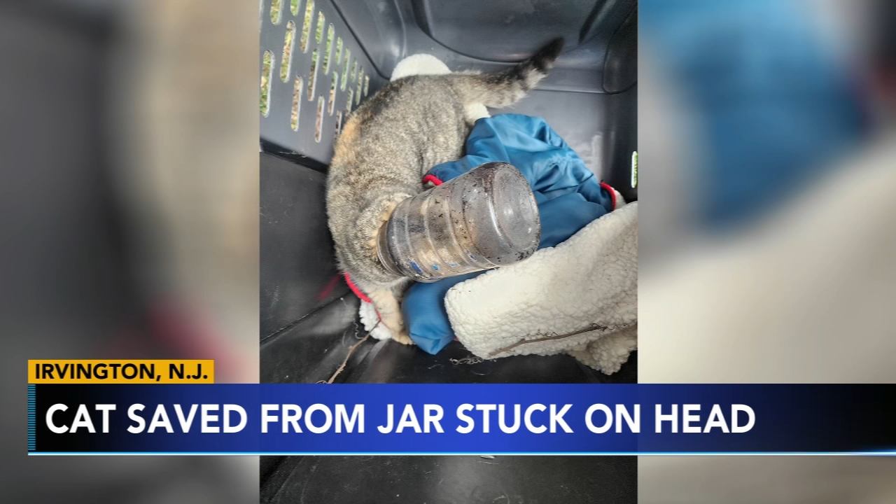New Jersey man rescues cat with head stuck in jar on Christmas Day