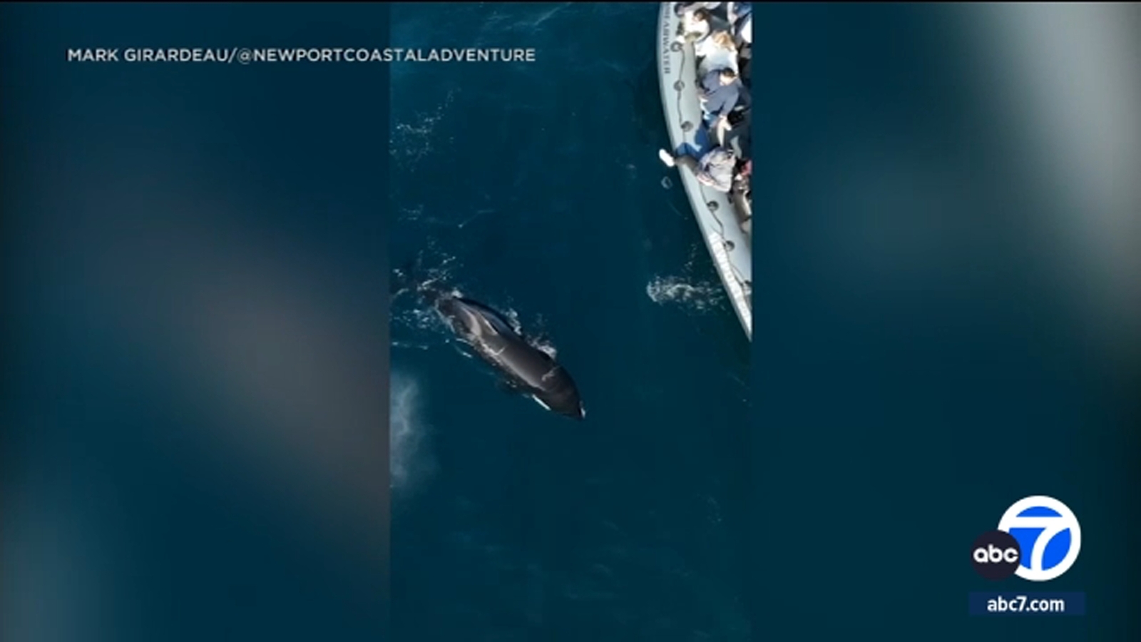 More orcas being spotted off SoCal's coast; rare sightings keeping whale watching guides busy - Vimarsana News