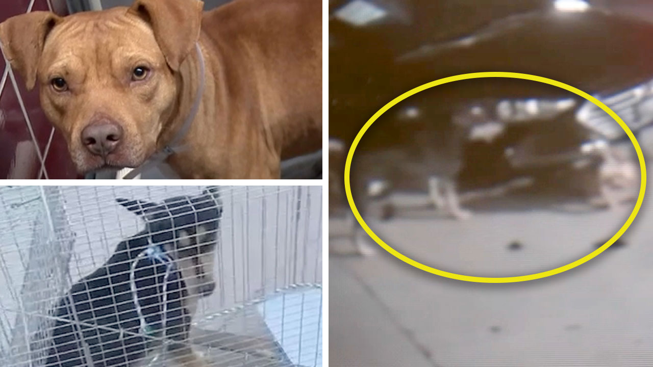 2 dogs seen tearing up dealership's cars now in BARC custody