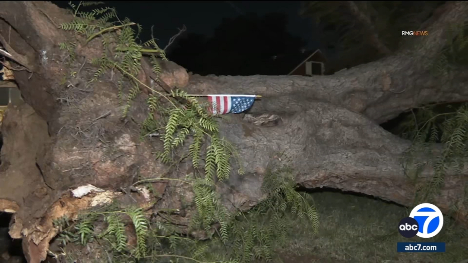Strong winds topple large tree in Sherman Oaks, bring down power lines in Encino - Vimarsana News