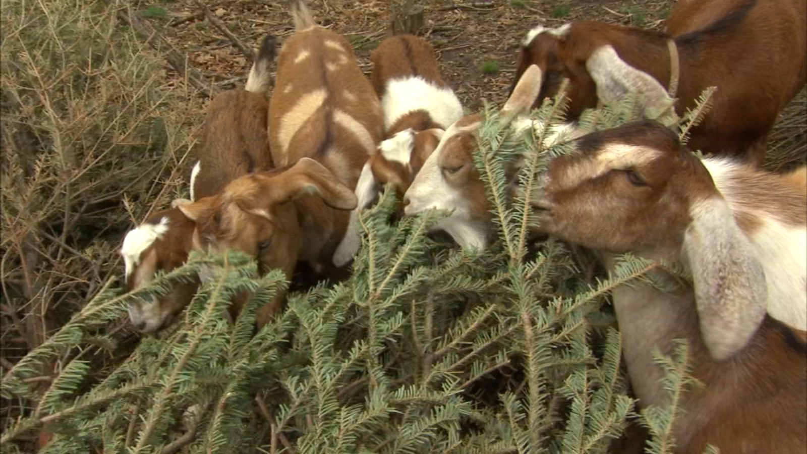 Philly Goat Project to hold annual Christmas tree recycling event 6abc Philadelphia