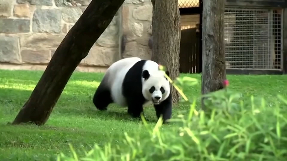 SF on shortlist of contenders to receive panda from China: sources