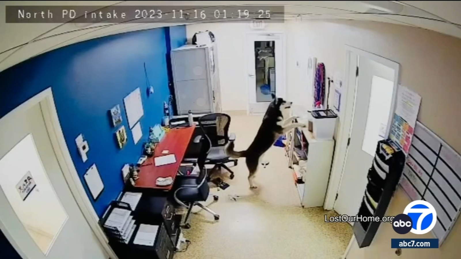 Video: Hungry husky escapes his cage at Arizona shelter, tries to set his buddies free - Vimarsana News
