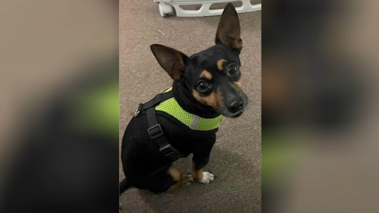 Mount Vernon family seeks public help in search for dog after car is(01)