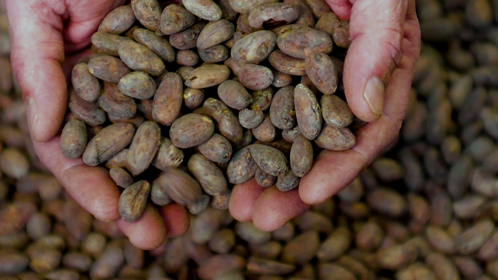 Bean to bar reaches new levels at Dick Taylor Craft Chocolate
