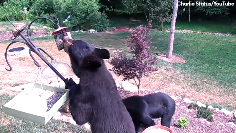 Bears Caught On Camera Stealing Bird Feeders Abc30 Com