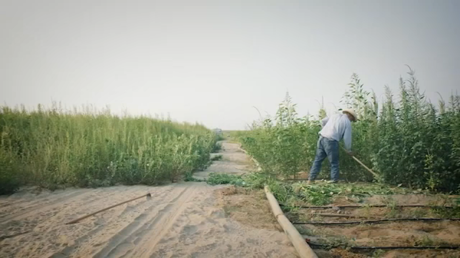 Valley farmer taking on new project with Stanford University