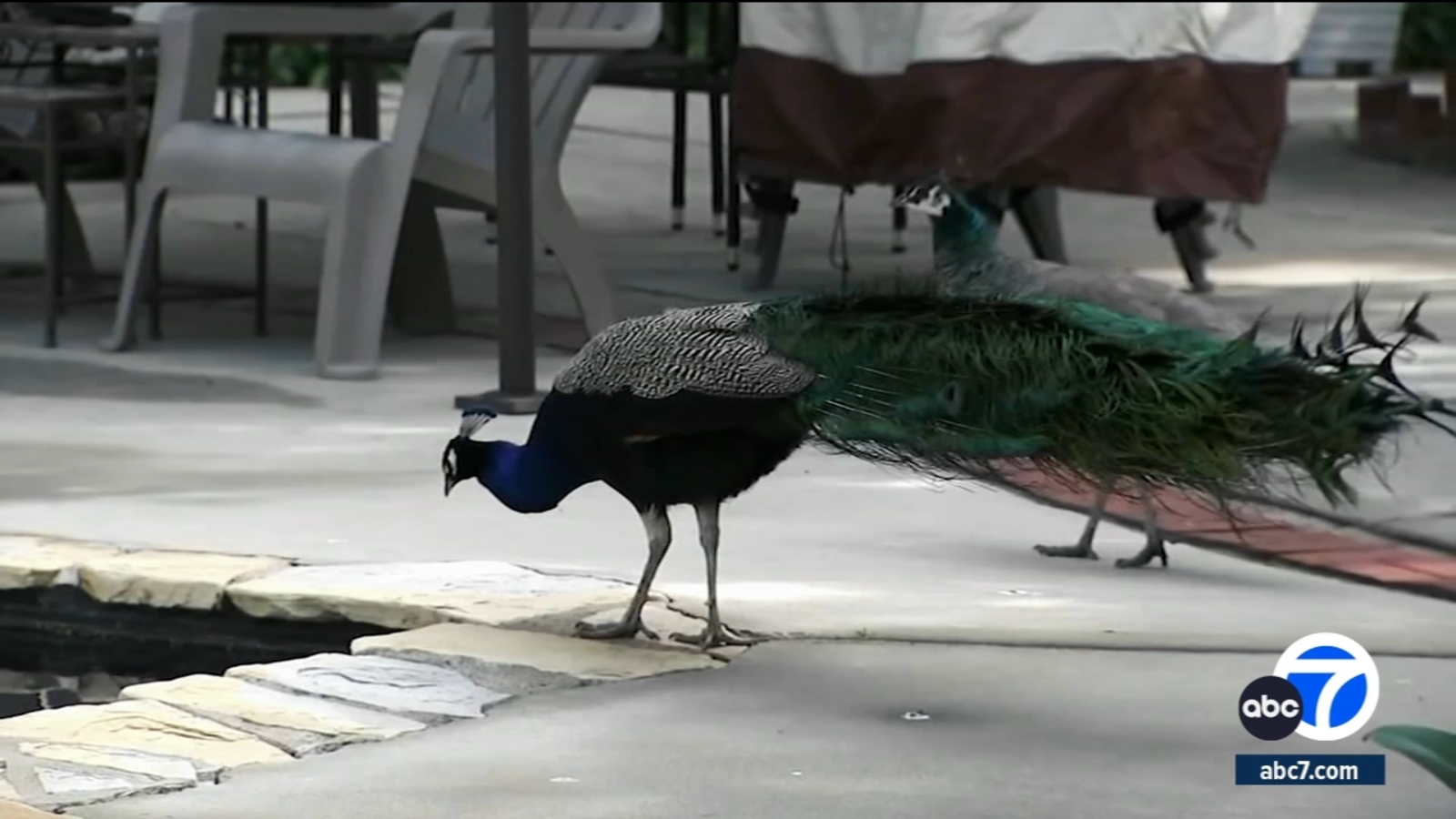 Glendora's plan to keep peacock population in check sparks concern from