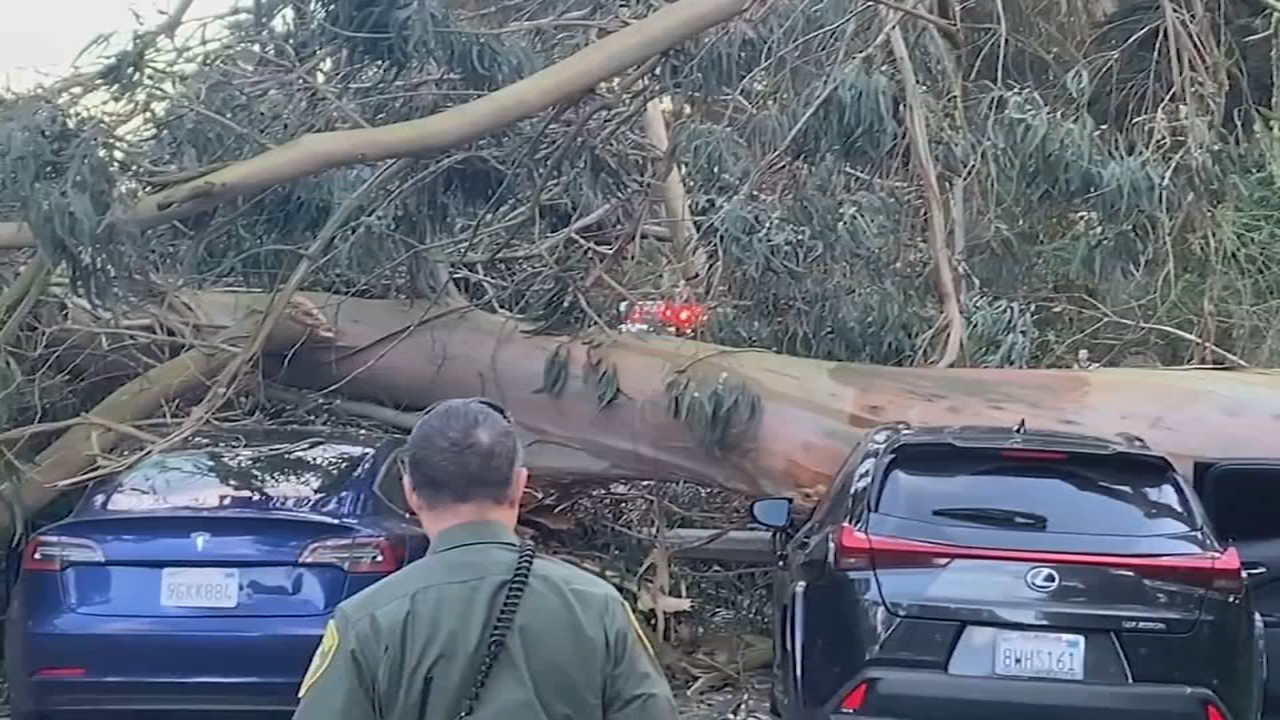 SF to inspect trees at Golden Gate Park after 5 cars crushed Monday