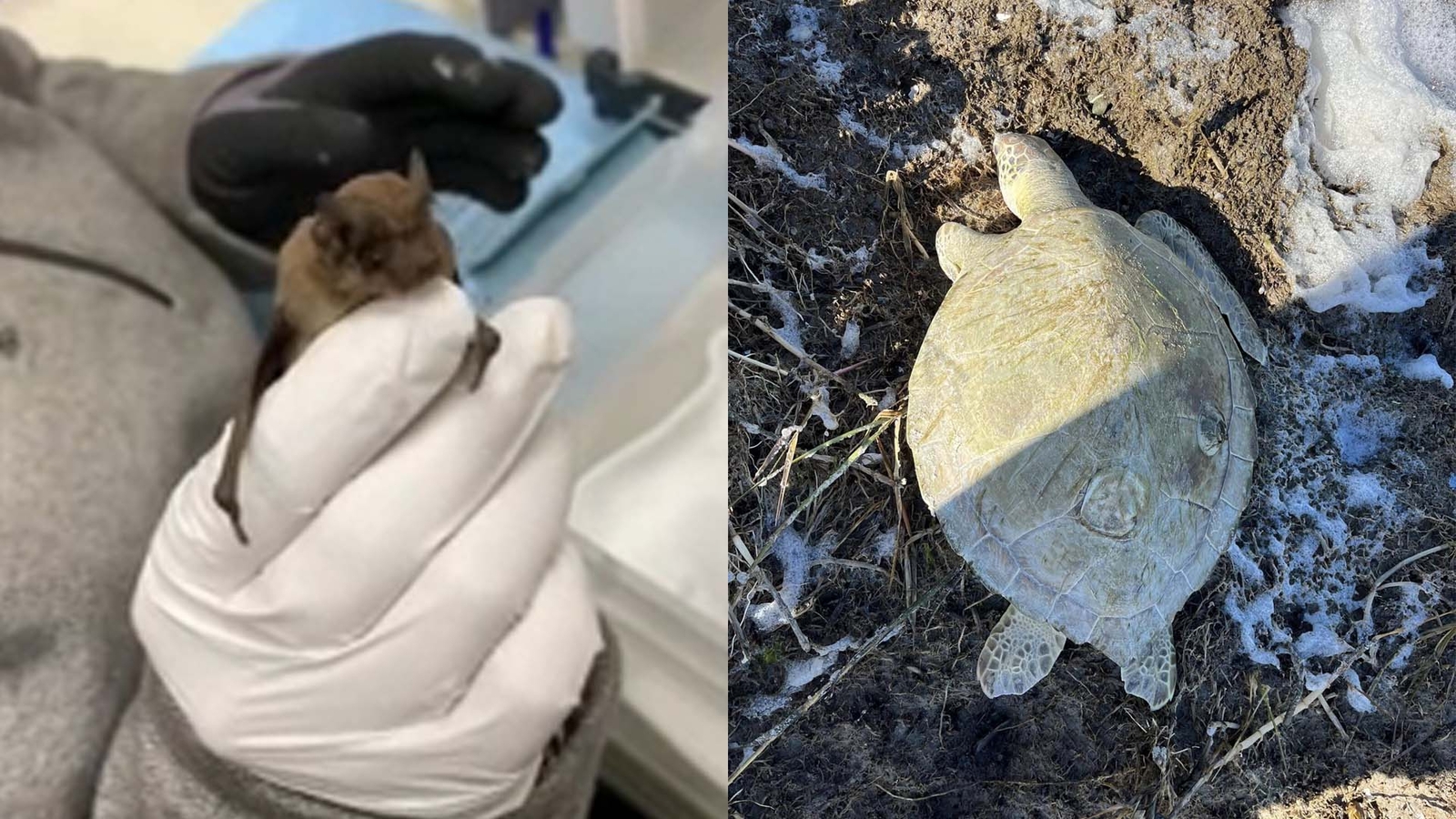 Texas freeze 2024 Stunned bats in Houston and frozen sea turtles in