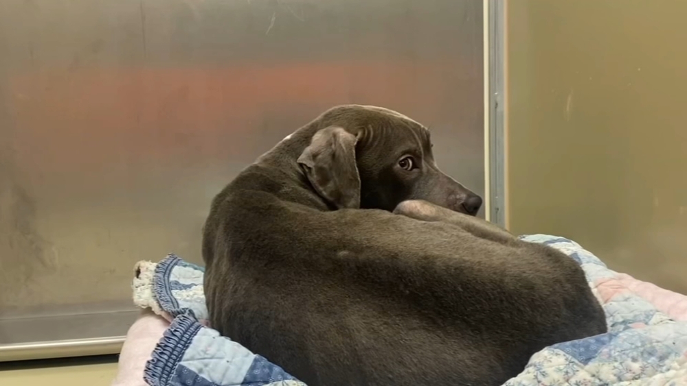 ACCT rescues dozens of abandoned pets as frigid temps spread through Philadelphia region