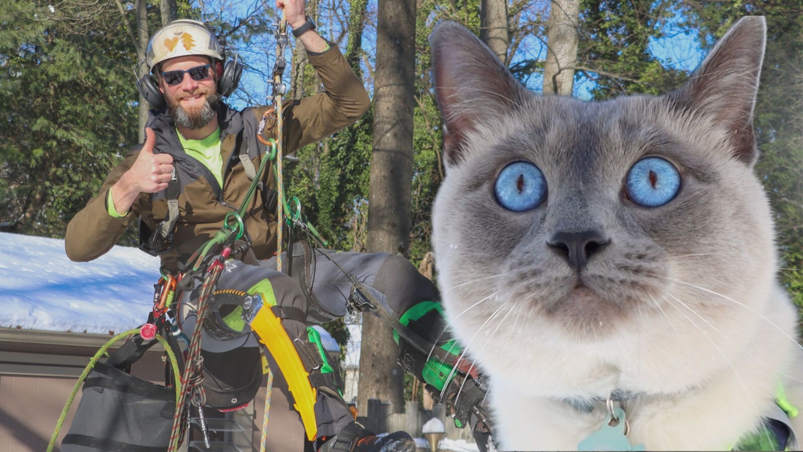 South Jersey man uses his professional climbing skills to rescue cats