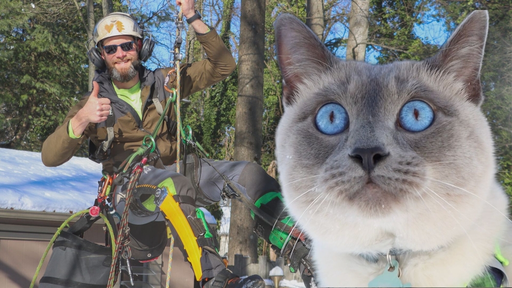 South Jersey man uses professional skills to rescue cats in tall trees
