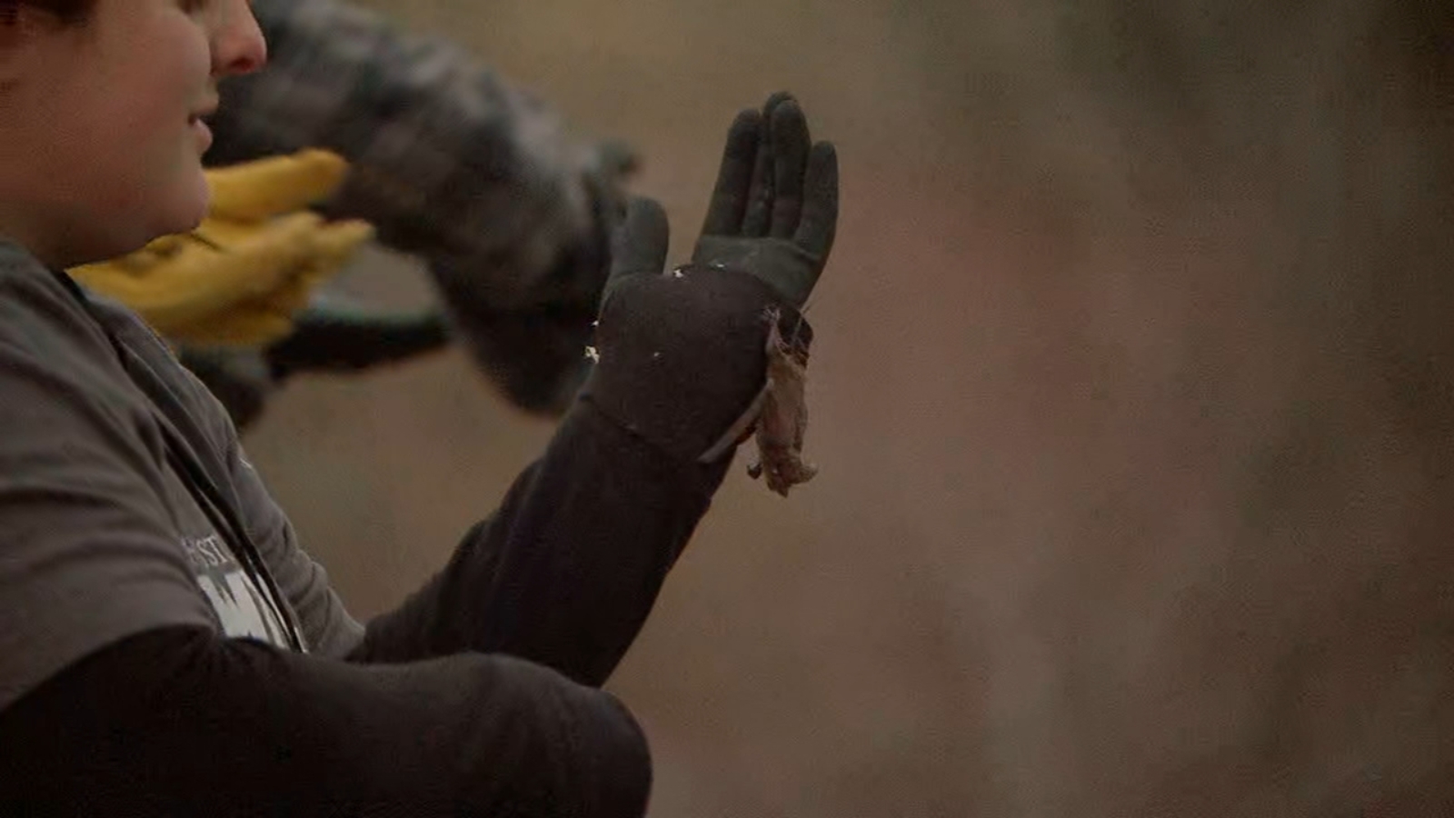 Texas animal rescue Hundreds of bats returned to their Houstonarea