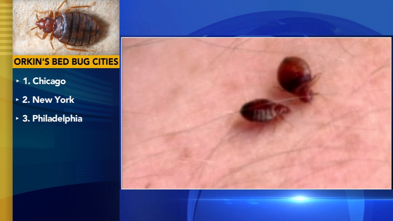 Philadelphia ranks 3rd in US for bed bugs, according to Orkin
