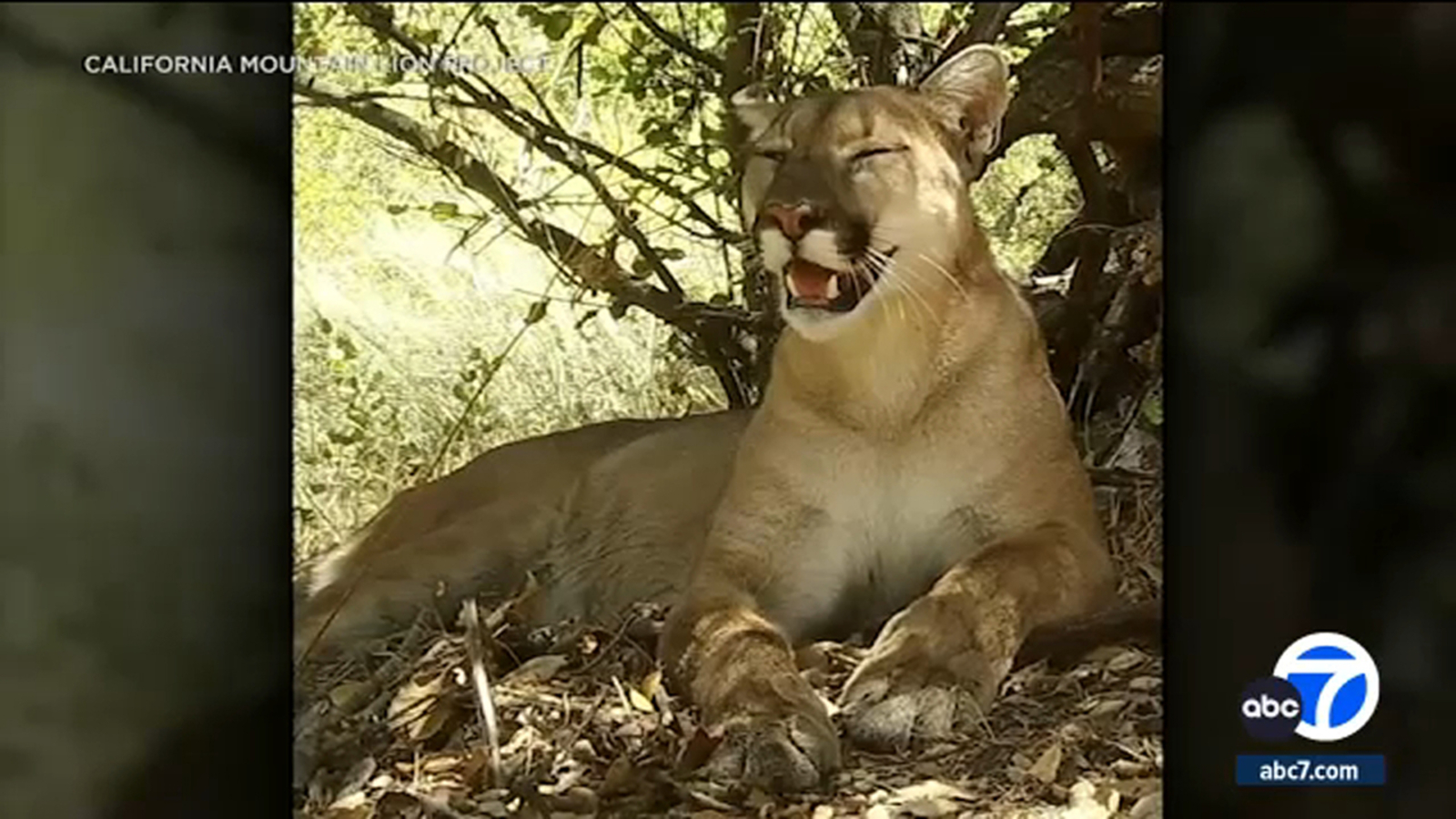 Orange County mountain lion Uno among 3 big cats recently struck, killed in SoCal - Vimarsana News