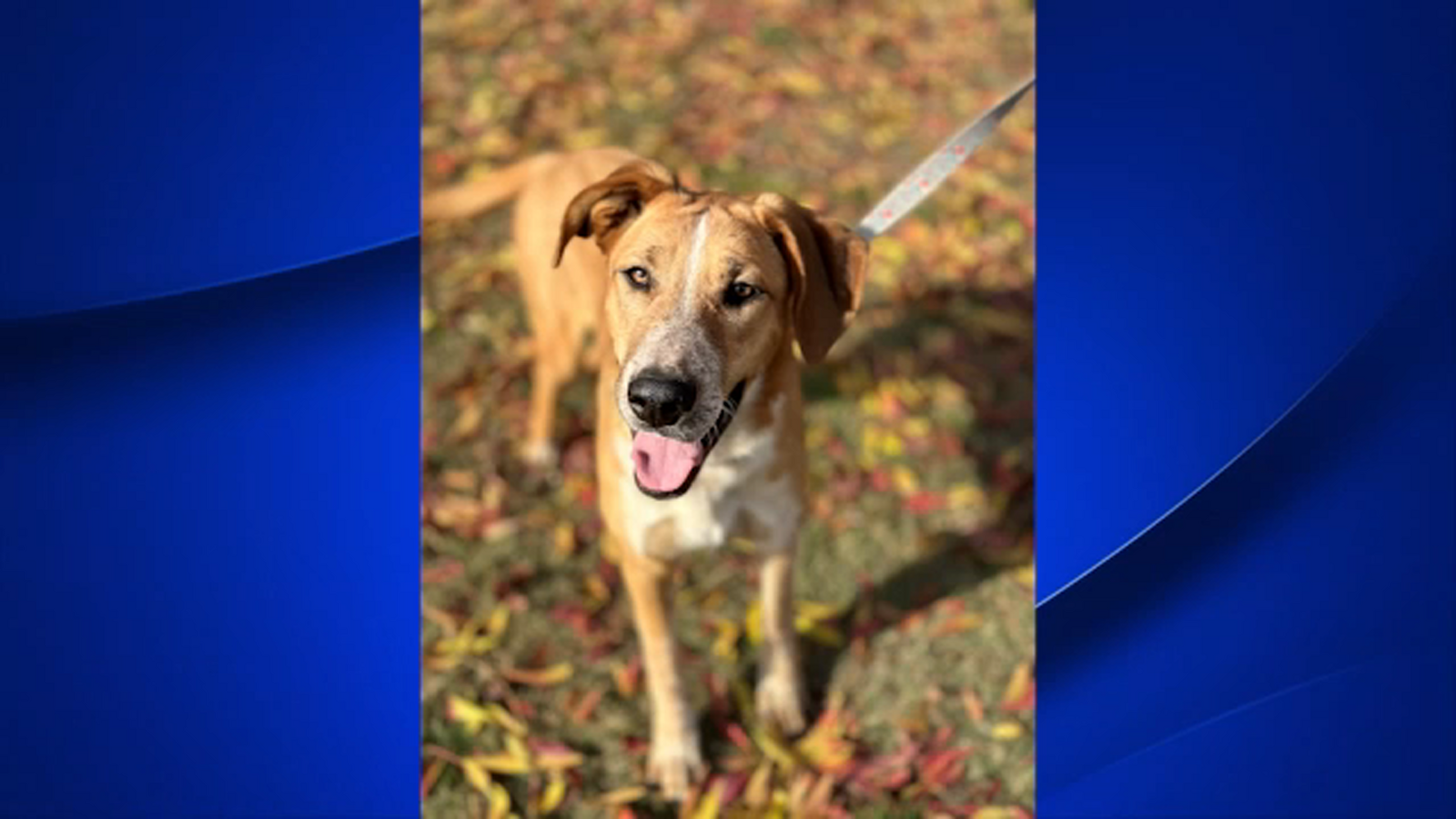 Paws on 30: Adopt Butterscotch from Animal Compassion Team