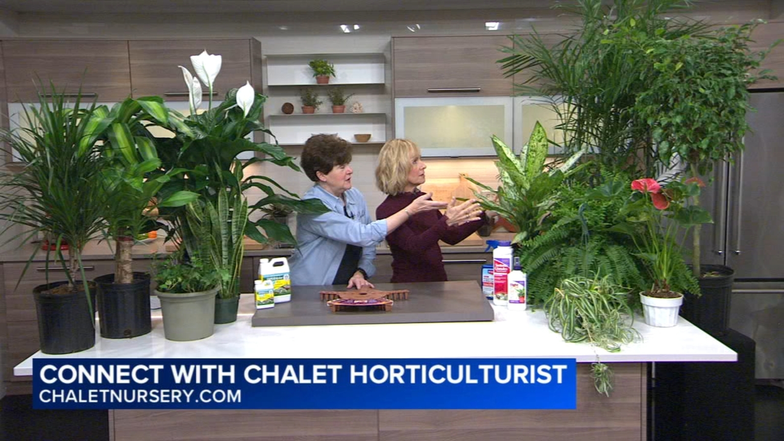 Finding new house plant can freshen up indoor air during winter months