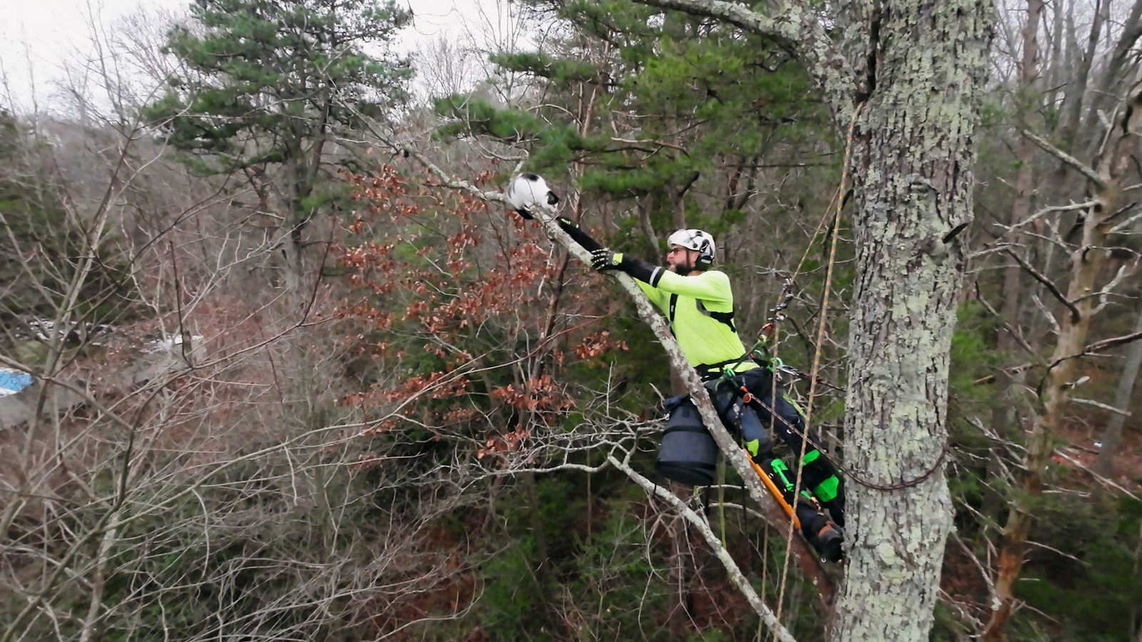 New Jersey man uses professional treeclimbing skills to rescue cats