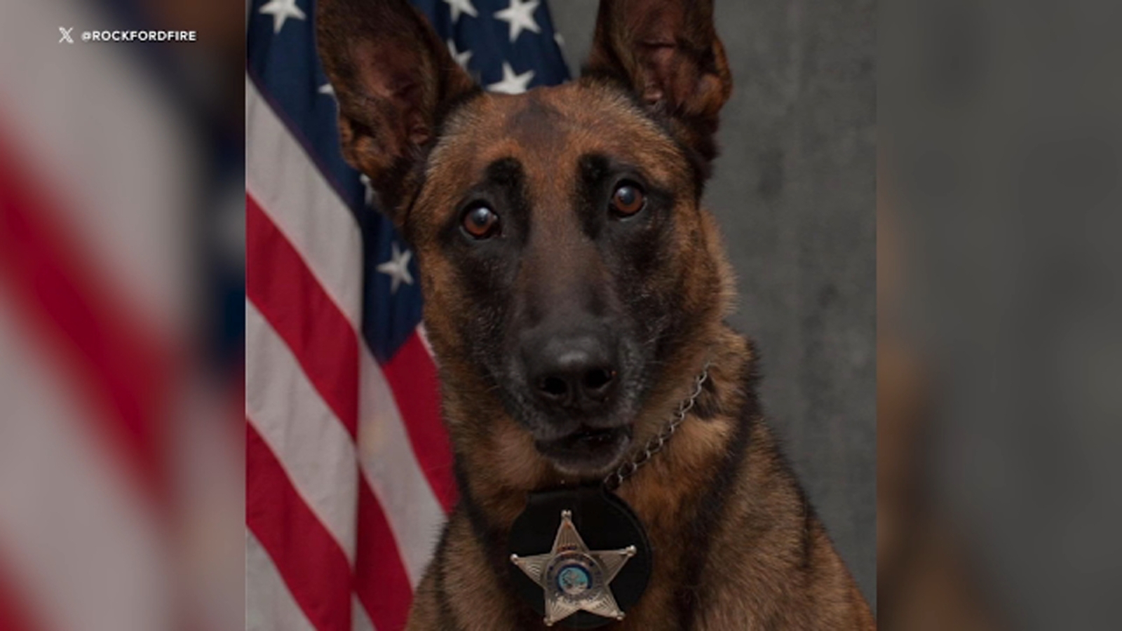 Rockford police K9 Nyx killed in shooting - Vimarsana News