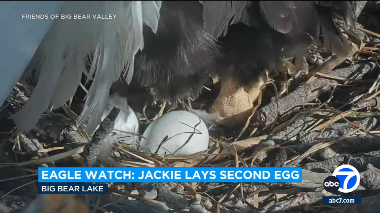 Jackie, famous bald eagle of Big Bear, lays 2nd egg