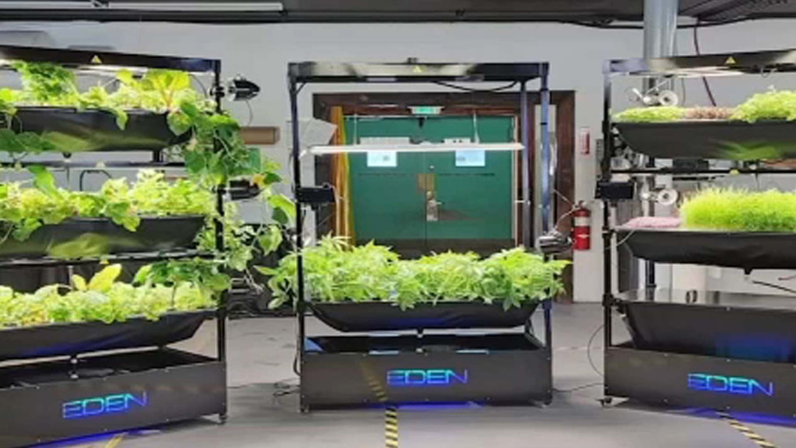 Eden Grow System's vertical farming technology in downtown Houston helps tackle food deserts amid worsening climate change - Vimarsana News