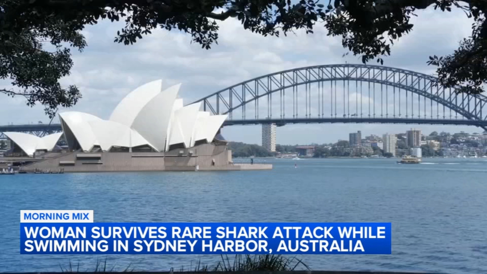 Sydney Harbor bull shark bite seriously injures woman in Australia - Vimarsana News