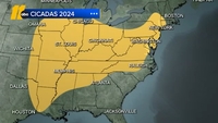 Where Will Cicadas Emerge In 2024 Ginny Justinn