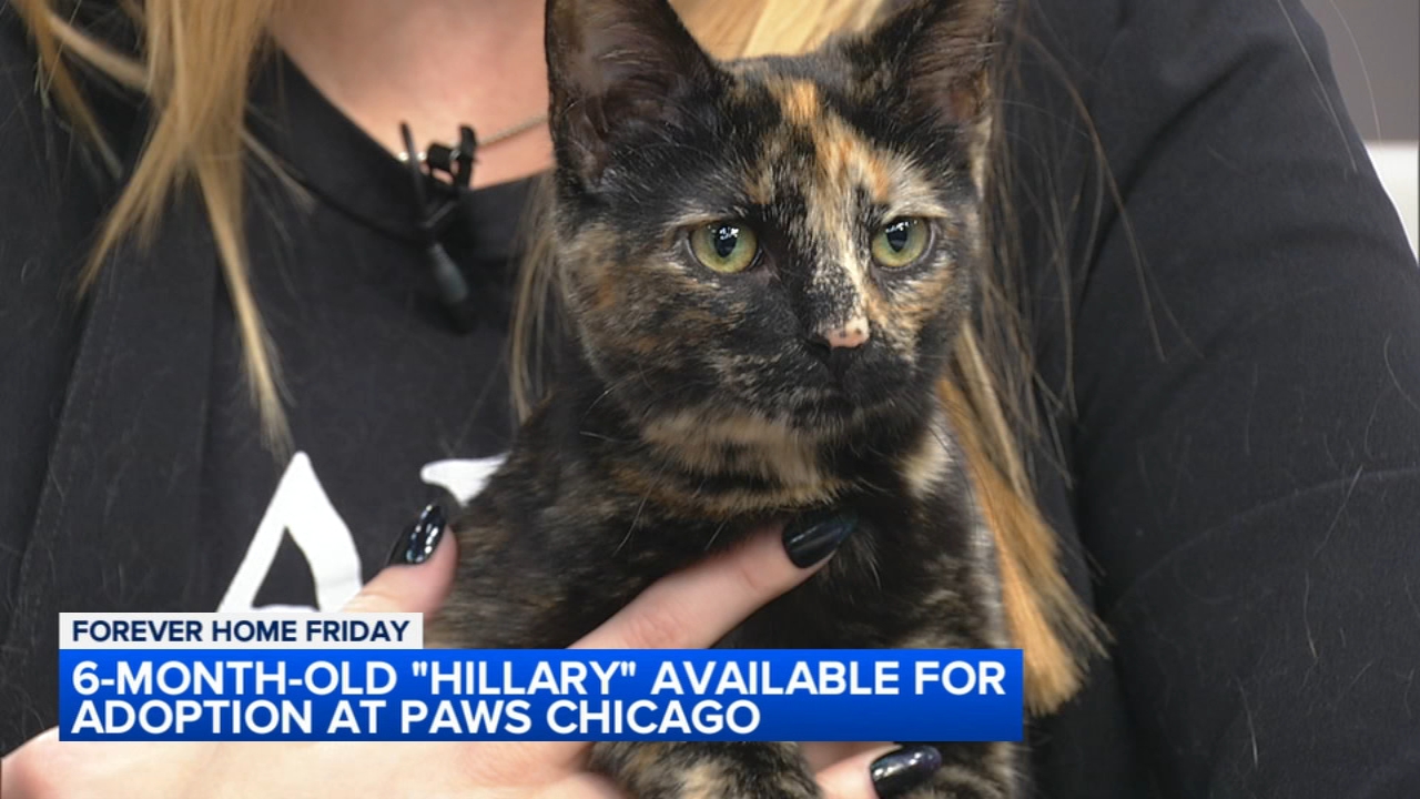 Forever Home Friday: Adopt 6-month-old Hillary