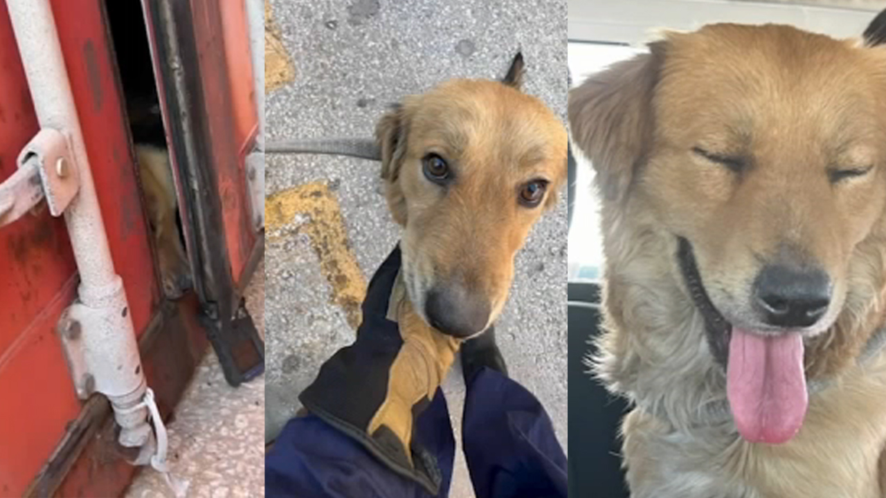 U.S. Coast Guard members save dog trapped in shipping container for a week at Port of Houston