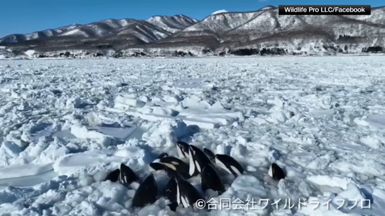 Pod of at least 10 killer whales appears trapped by sea ice off northern coast of Japan, drone video of the orcas - Vimarsana News