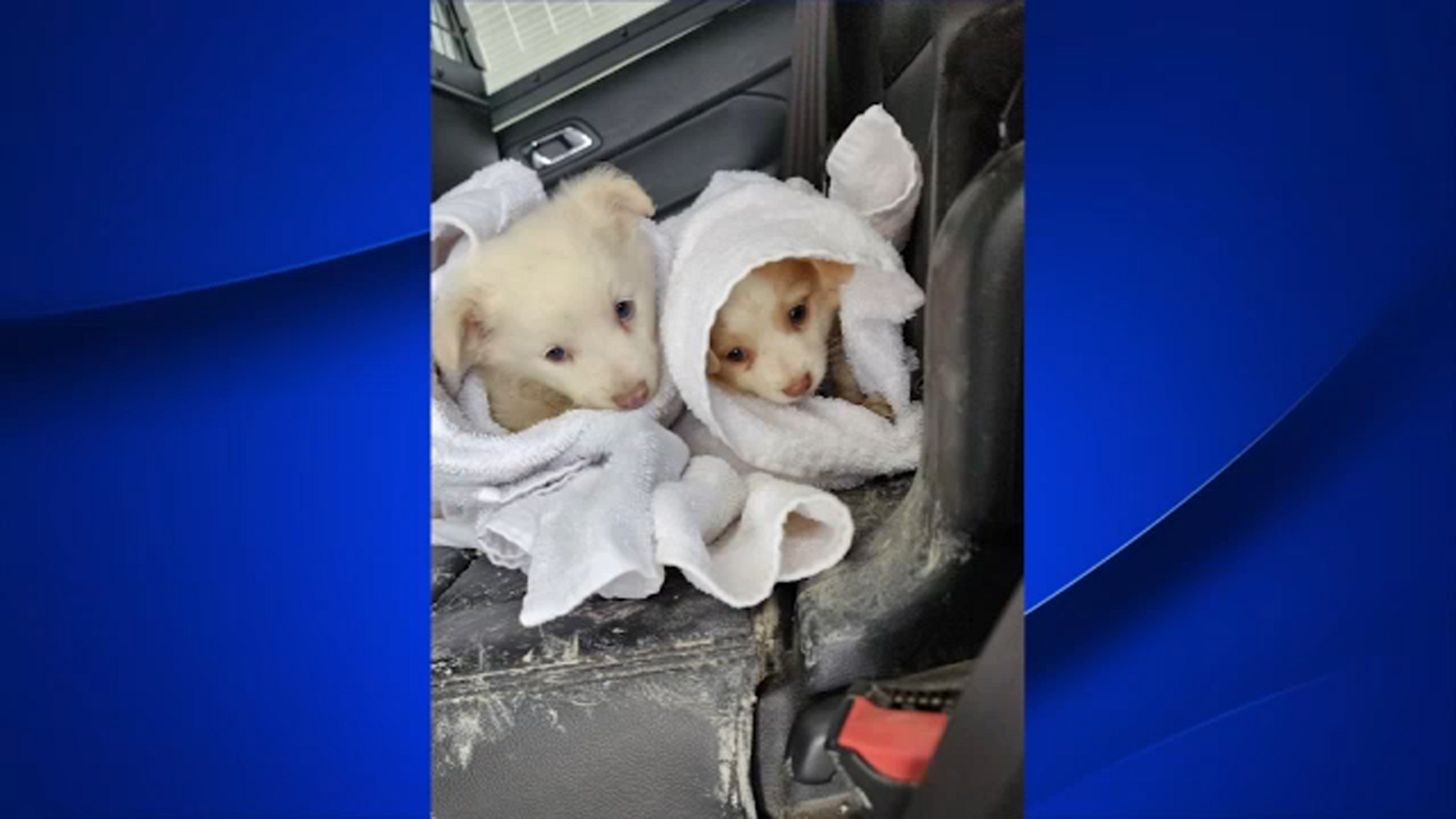Deputy rescues puppies abandoned in the rain in Fresno County - Vimarsana News