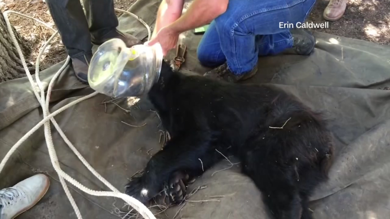 Colorado man saves reallife Winnie The Pooh with jug stuck on head ABC13 Houston