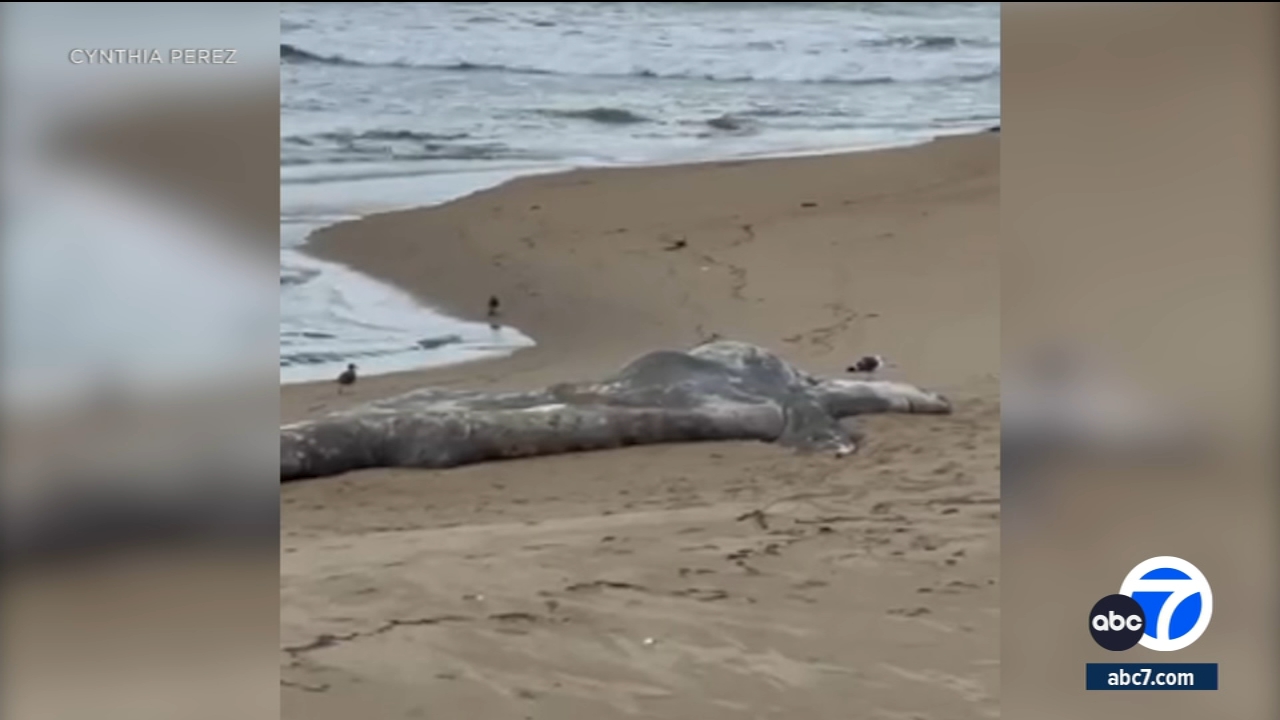 30-foot dead whale washes ashore in Huntington Beach