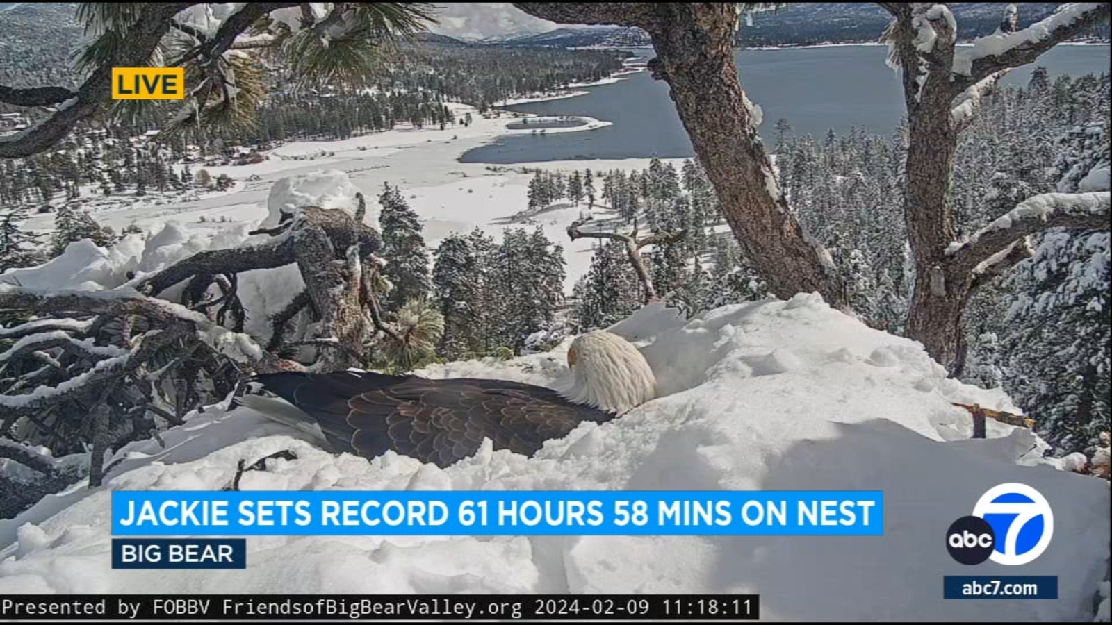 Jackie, famous bald eagle of Big Bear, sat on nest for nearly 62 hours