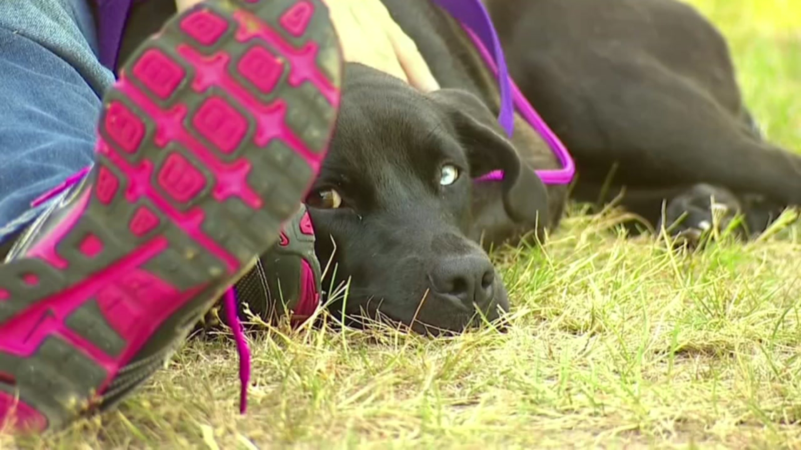Texas shelter volunteer flies to Seattle to help find runaway dog