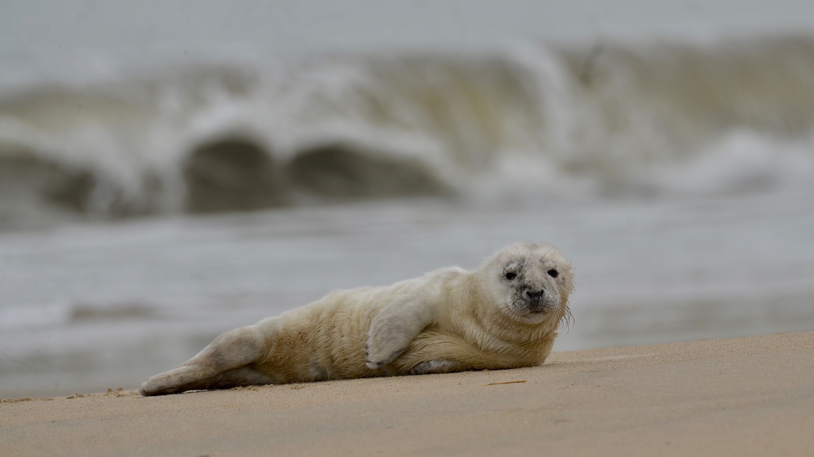 Baby seal rescued at Cape Henlopen State Park in Sussex County
