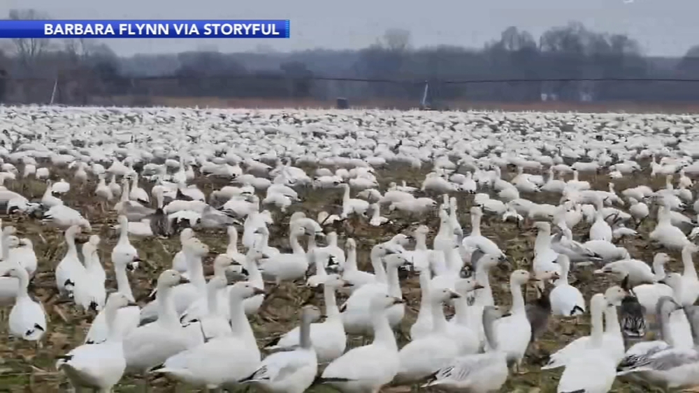 Hundreds of snow geese take over Delaware field