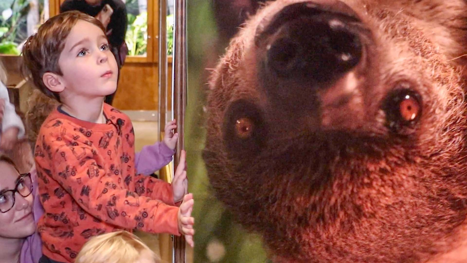 Sloth, snakes, and spiders steal the show at 'Under the Canopy' exhibit ...