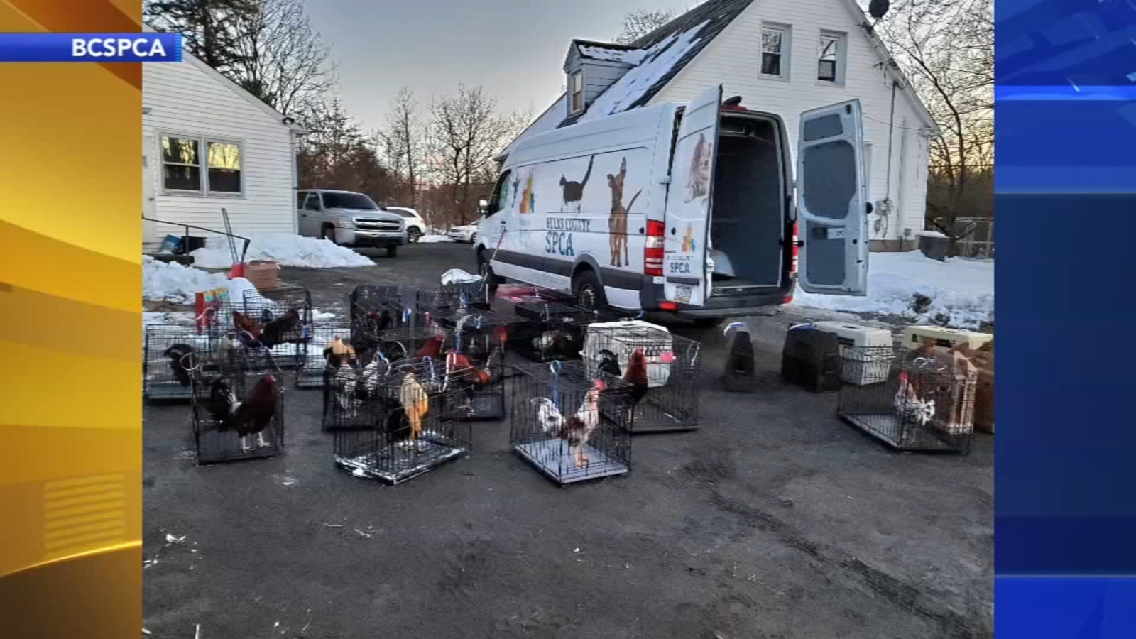 Cockfighting operation shut down in Plumstead Township, Pennsylvania