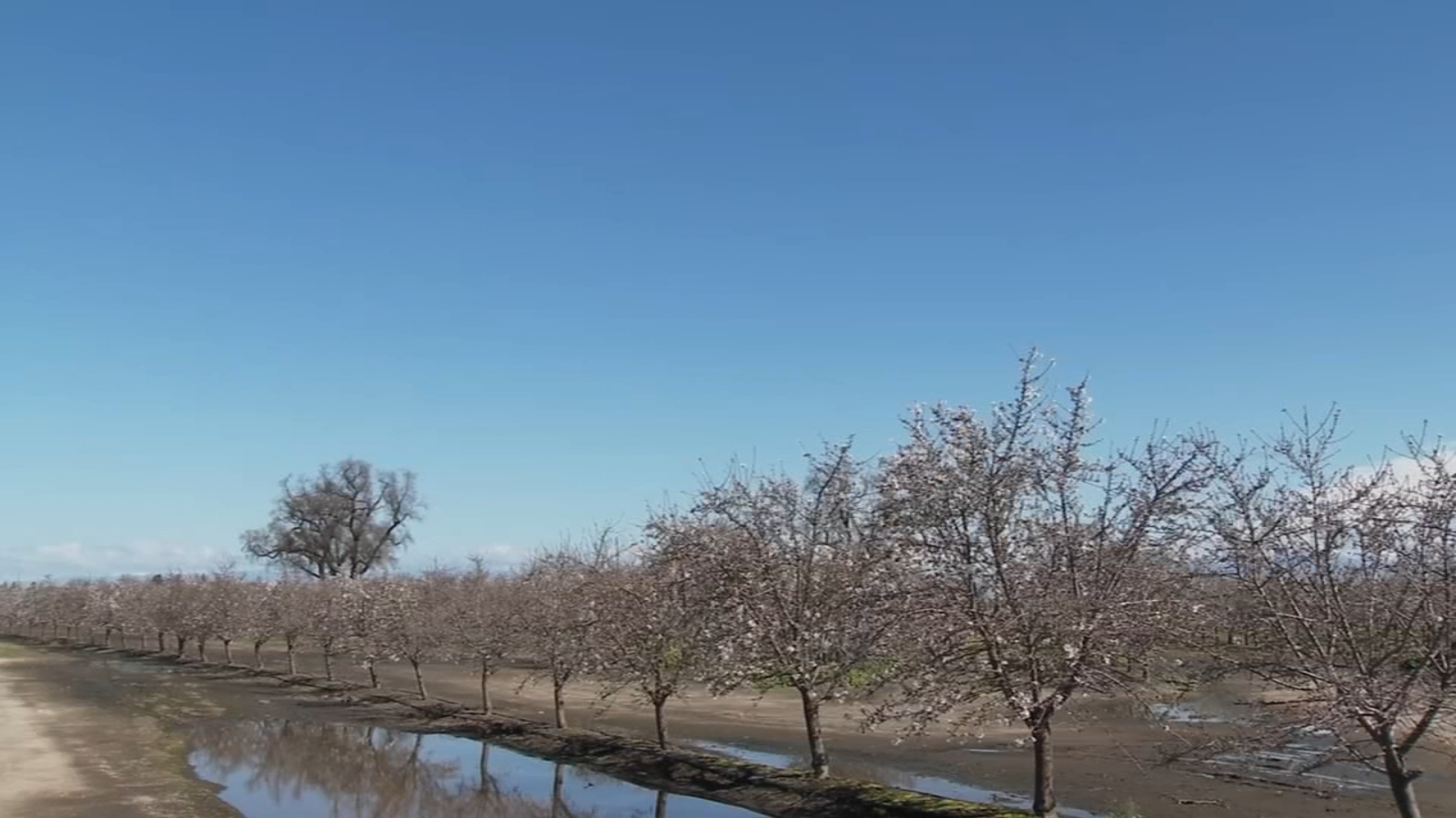 No major damage reported after crops flooded in Tulare County - Vimarsana News